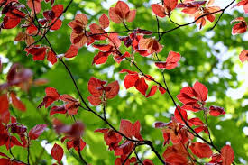 Attēlu rezultāti vaicājumam “Fagus sylvatica”