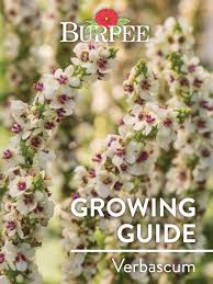 Attēlu rezultāti vaicājumam “Verbascum”