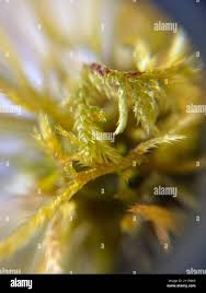 Attēlu rezultāti vaicājumam “Callicladium haldanianum”