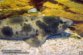 Image result for Cephaloscyllium laticeps