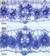 Attēlu rezultāti vaicājumam “Setaria viridis leaf”