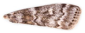 Attēlu rezultāti vaicājumam “Dioryctria abietella”