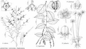 Attēlu rezultāti vaicājumam “Parnassia palustris leaf”