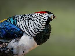 Image result for Chrysolophus amherstiae