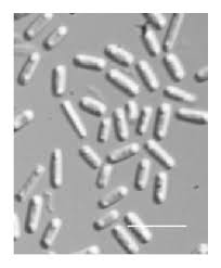 Attēlu rezultāti vaicājumam “Cordyceps stylophora”