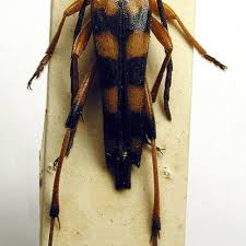 Attēlu rezultāti vaicājumam “Strangalia attenuata”