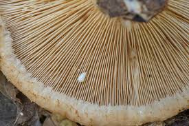 Attēlu rezultāti vaicājumam “Lactarius repraesentaneus”