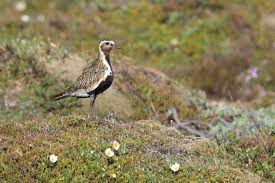 Attēlu rezultāti vaicājumam “Pluvialis apricaria adult”