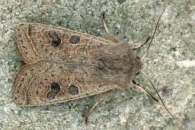 Attēlu rezultāti vaicājumam “Orthosia gracilis”