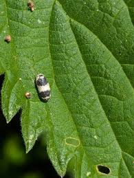 Attēlu rezultāti vaicājumam “Ichneumonidae cocoon”