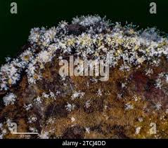 Attēlu rezultāti vaicājumam “Polycephalomyces tomentosus”