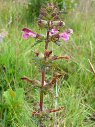 Attēlu rezultāti vaicājumam “Pedicularis palustris flower”