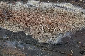 Attēlu rezultāti vaicājumam “Mycoacia fuscoatra”