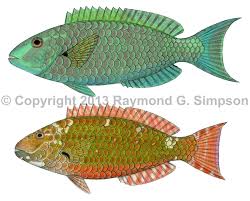 Image result for Sparisoma amplum