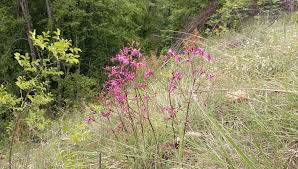 Attēlu rezultāti vaicājumam “Silene viscaria leaf”
