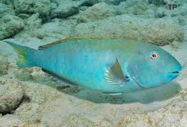 Image result for Sparisoma rubripinne