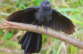 Attēlu rezultāti vaicājumam “Anthrenus sp. imago”