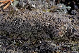 Attēlu rezultāti vaicājumam “Cladonia parasitica”