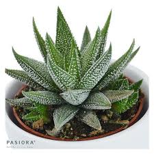 Image result for Haworthia mix