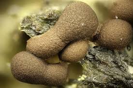 Attēlu rezultāti vaicājumam “Licea testudinacea macro”