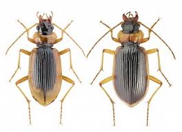 Attēlu rezultāti vaicājumam “Nebria livida”