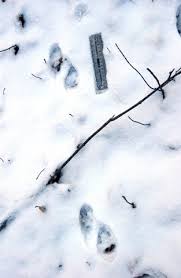 Attēlu rezultāti vaicājumam “Martes”