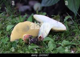 Attēlu rezultāti vaicājumam “Xerocomus pruinatus”