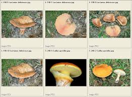 Attēlu rezultāti vaicājumam “Cribraria costata spores”