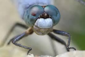 Attēlu rezultāti vaicājumam “Orthetrum brunneum”