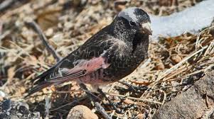 Attēlu rezultāti vaicājumam “Fringillidae”