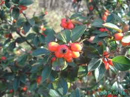 Attēlu rezultāti vaicājumam “Cotoneaster divaricatus fruit”