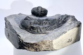 Attēlu rezultāti vaicājumam “Laccognathus panderi”