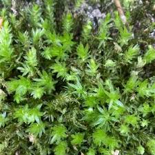 Attēlu rezultāti vaicājumam “Mnium hornum sporophyte”