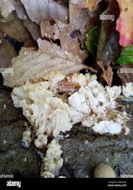 Attēlu rezultāti vaicājumam “Antrodiella semisupina”