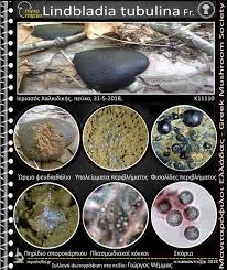 Attēlu rezultāti vaicājumam “Lindbladia tubulina”