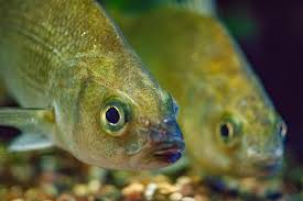 Image result for Morone americana