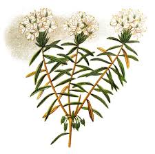 Attēlu rezultāti vaicājumam “Ledum palustre”