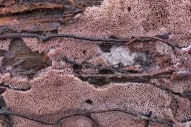 Attēlu rezultāti vaicājumam “Ceriporia excelsa”