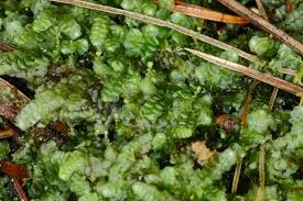 Attēlu rezultāti vaicājumam “Calypogeia muelleriana”