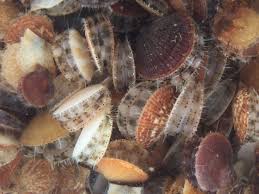 Image result for Placopecten magellanicus