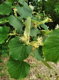 Attēlu rezultāti vaicājumam “Tilia amurensis”
