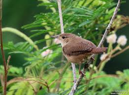 Attēlu rezultāti vaicājumam “Troglodytes troglodytes adult”