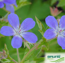 Attēlu rezultāti vaicājumam “Geranium sylvaticum leaf”