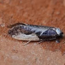 Attēlu rezultāti vaicājumam “Monopis monachella”