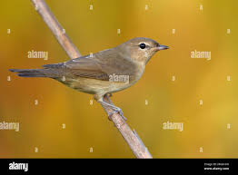 Attēlu rezultāti vaicājumam “Sylvia borin adult”