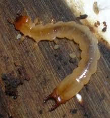 Attēlu rezultāti vaicājumam “Pyrochroidae larva”