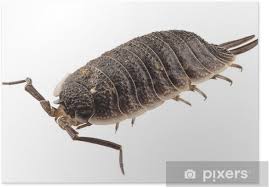 Attēlu rezultāti vaicājumam “Porcellio scaber”