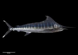 Image result for Kajikia albida