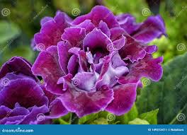 Image result for Sinningia