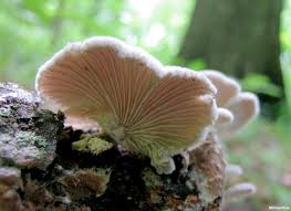 Attēlu rezultāti vaicājumam “Schizophyllum commune”
